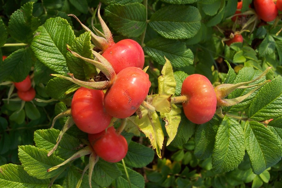 Шиповник беременная