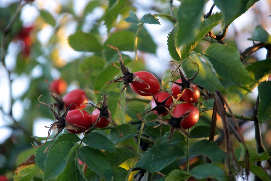 Шиповник Мичуринский