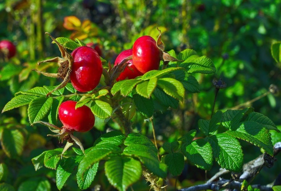 Шиповник ругоза