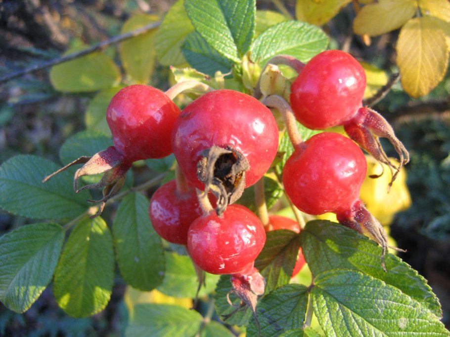 Шиповник бесшипный вниви