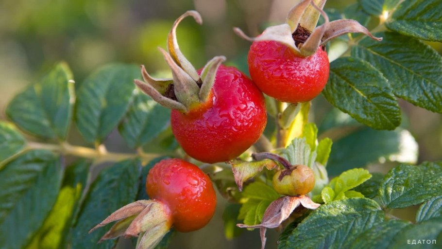Свобориное дерево шиповник 6 июня