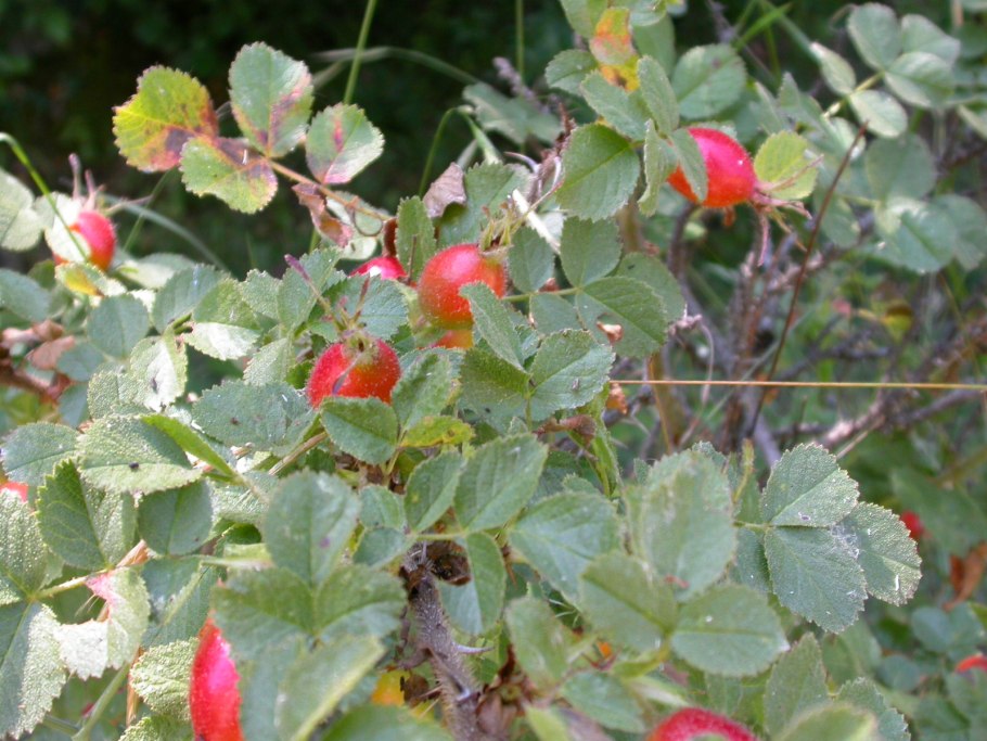 Шиповник майский (rosa majalis)