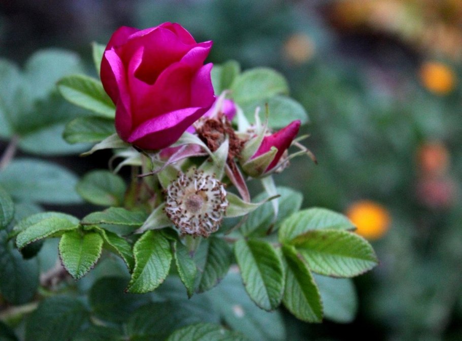 Шиповник розовидный