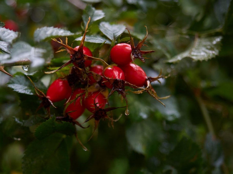 «Красный шиповник»