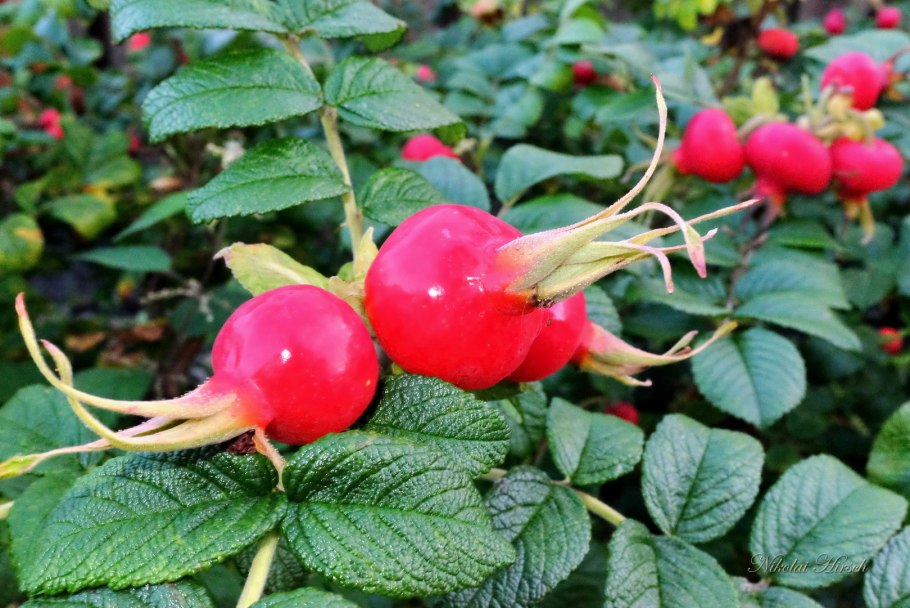 Шиповник крупноплодный