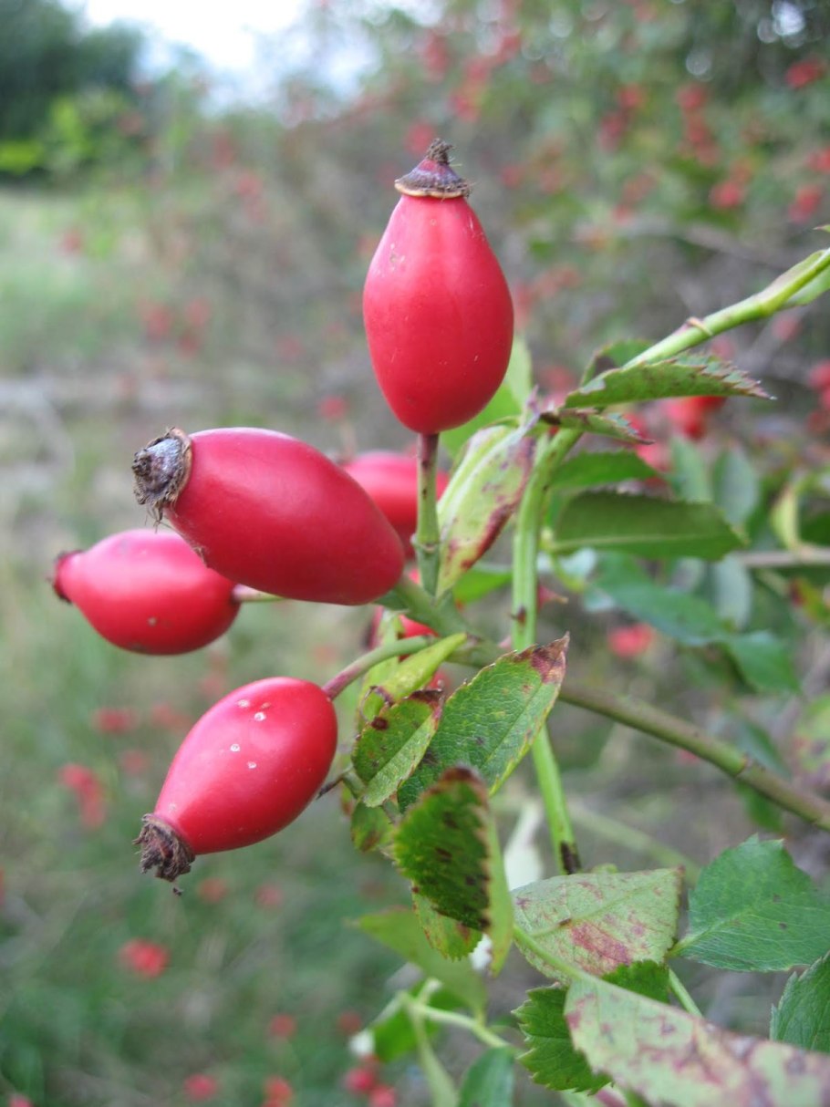 Шиповник славутич