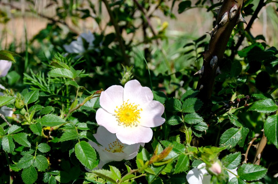 Шиповник rosa canina