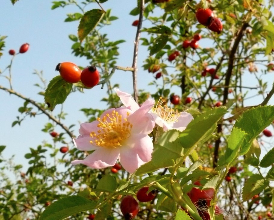 Паспорт кустарника шиповник