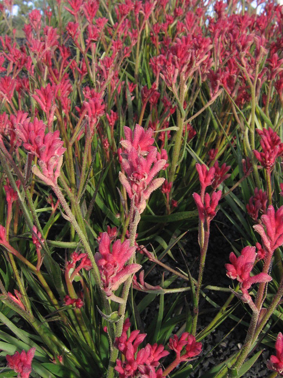 Эмботриум шарлаховый