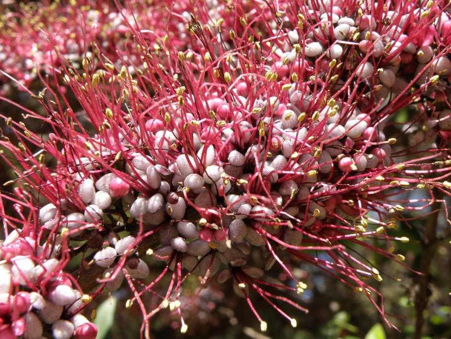 Семейство самшитовые (Buxaceae