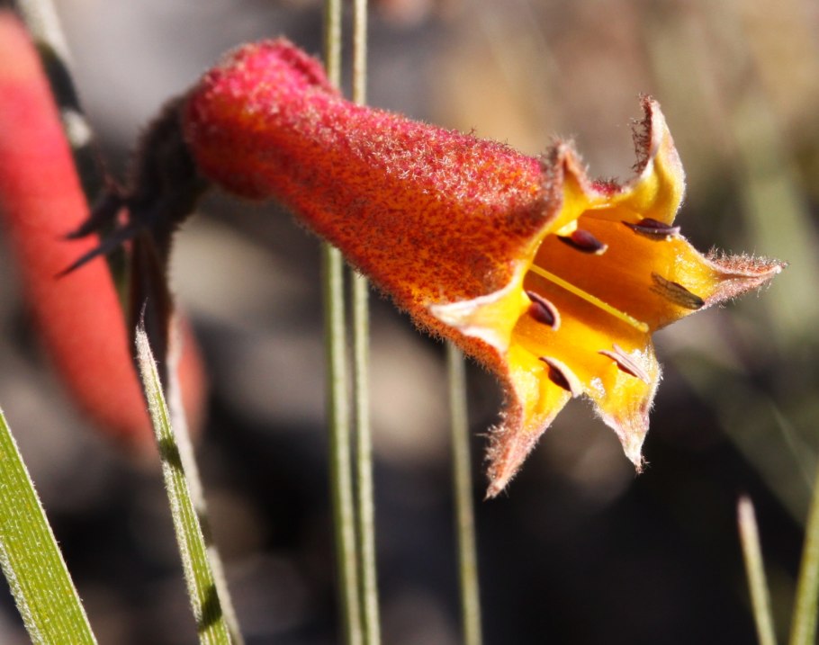 Эндемика австралийских растений