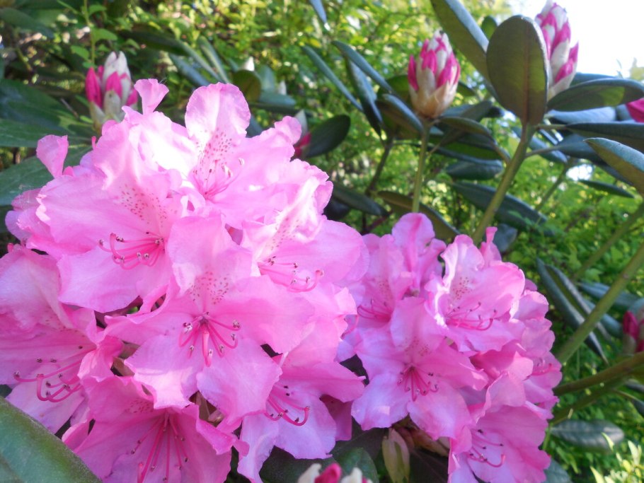 Рододендрон Карибия