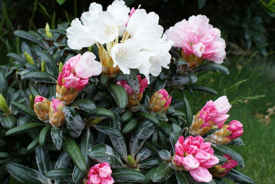 Рододендрон короткоплодный