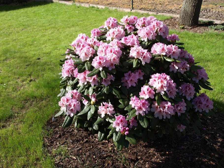 Азалия/рододендрон Rhododendron Sun Fire