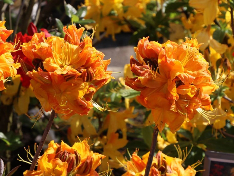 Рододендрон smirnowii (Смирнова)