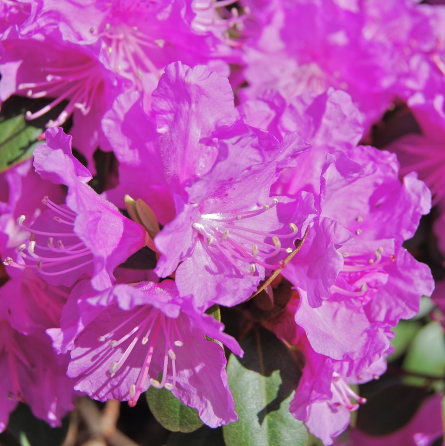 Рододендрон Понтикум