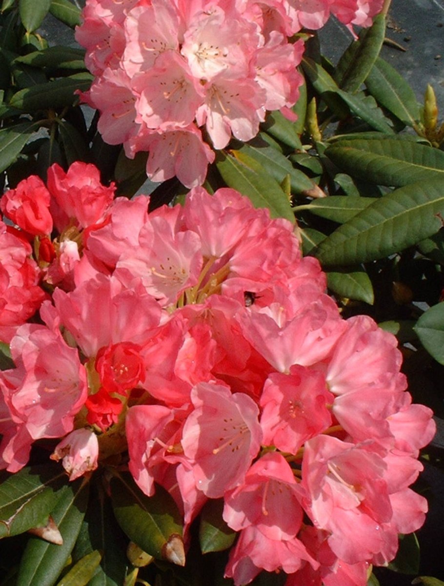 Рододендрон якушиманский