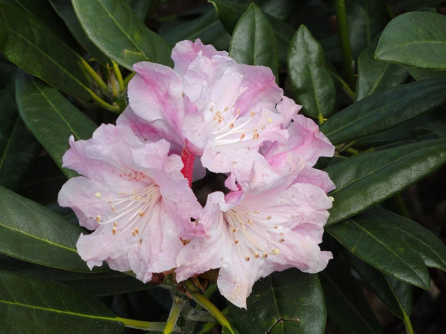 Rhododendron metternichii