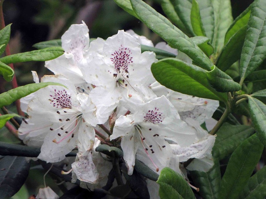 Рододендрон на даче
