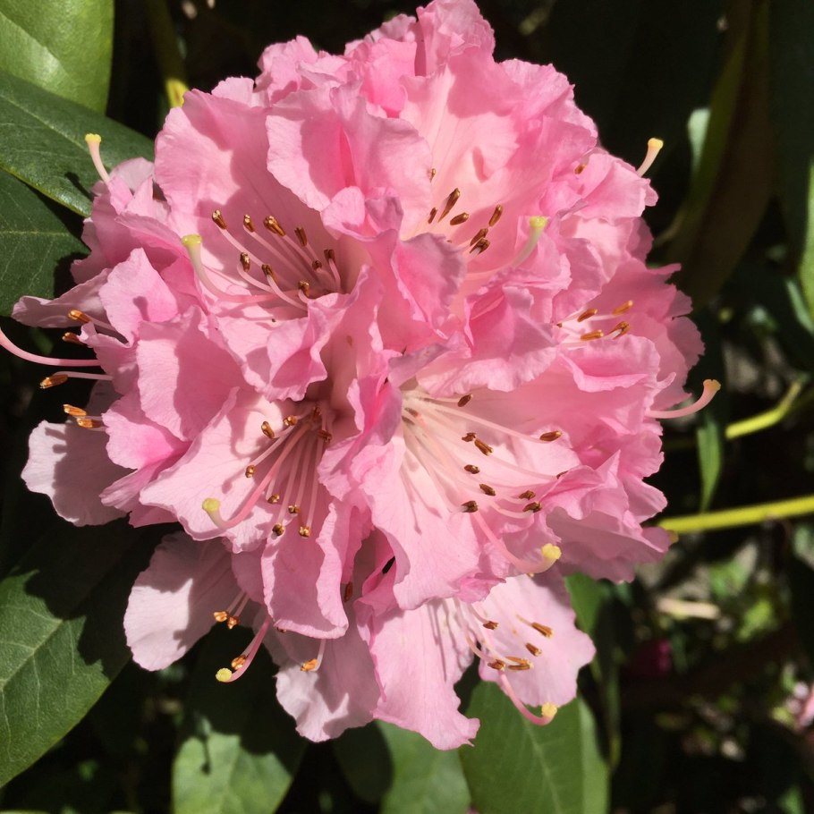 Рододендрон сиреневый