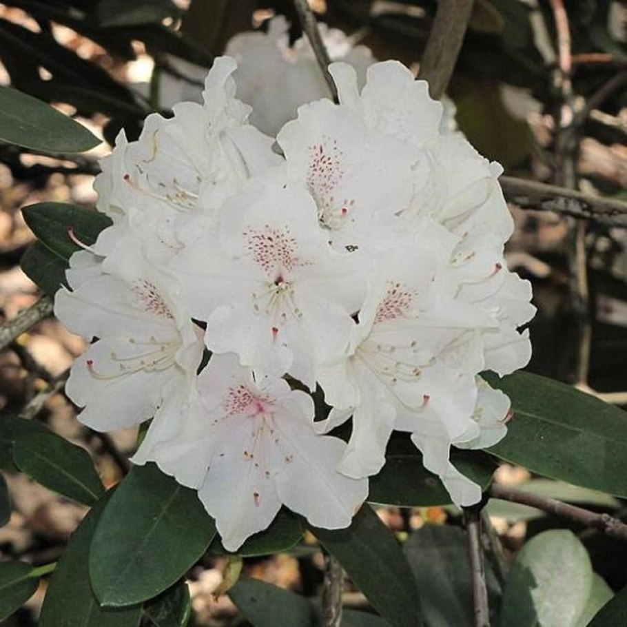 Рододендрон гибридный якушиманский