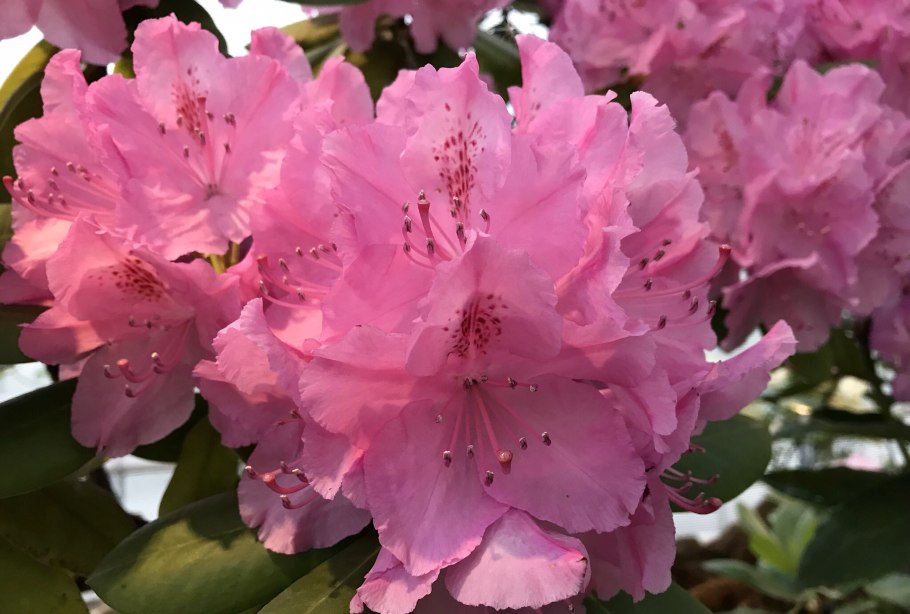 Рододендрон Pernilla