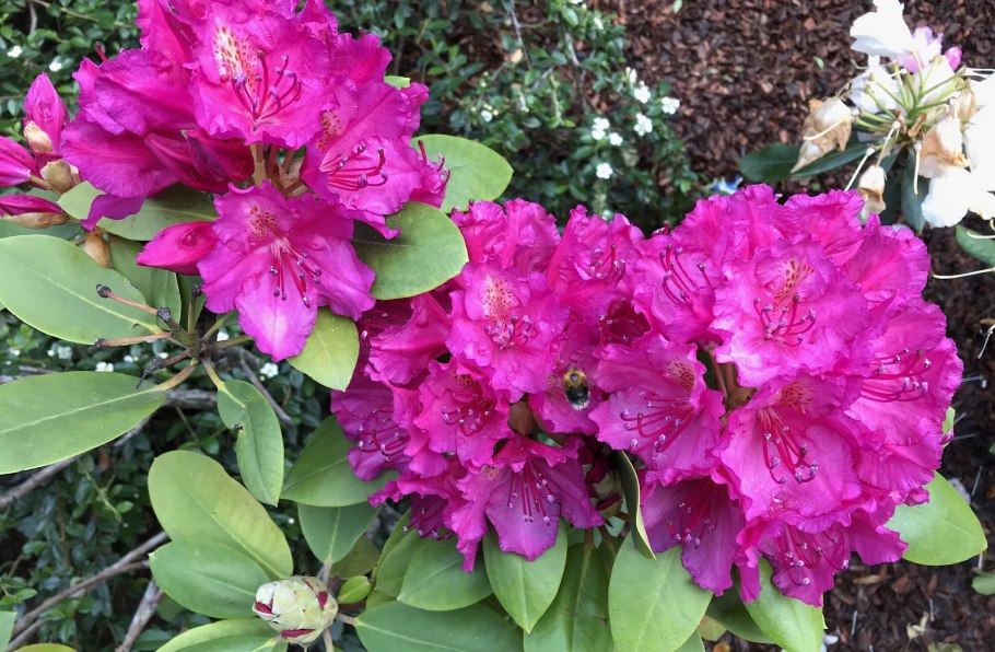 Рододендрон Макрофиллум