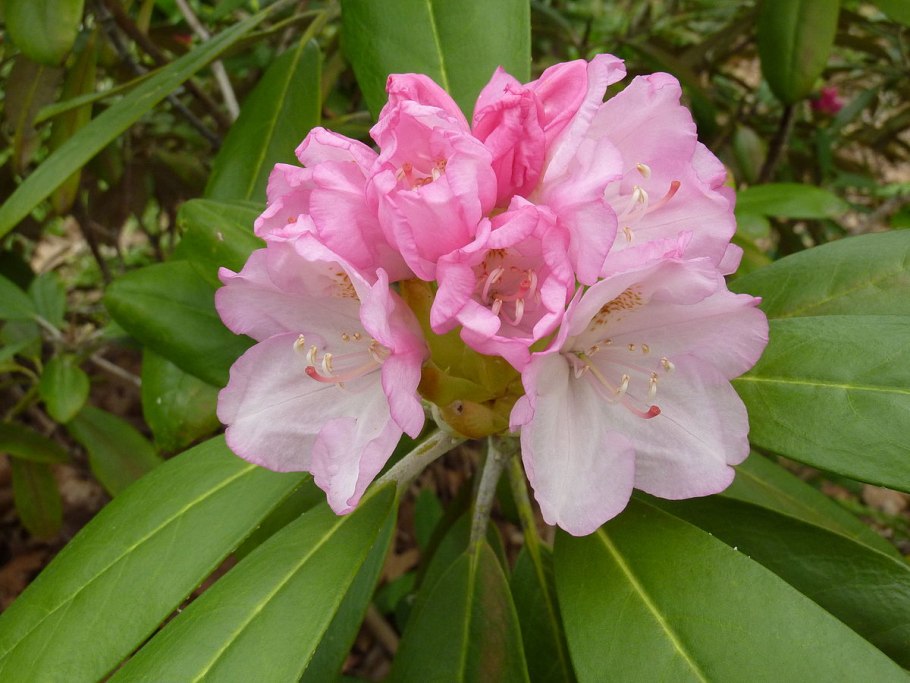 Рододендрон якушиманский Бразилия