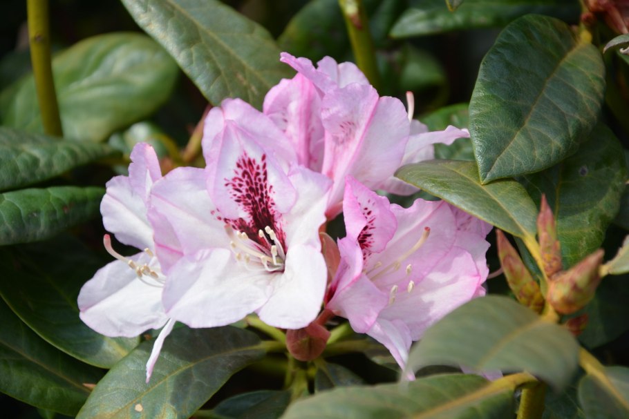 Рододендрон Дагмар