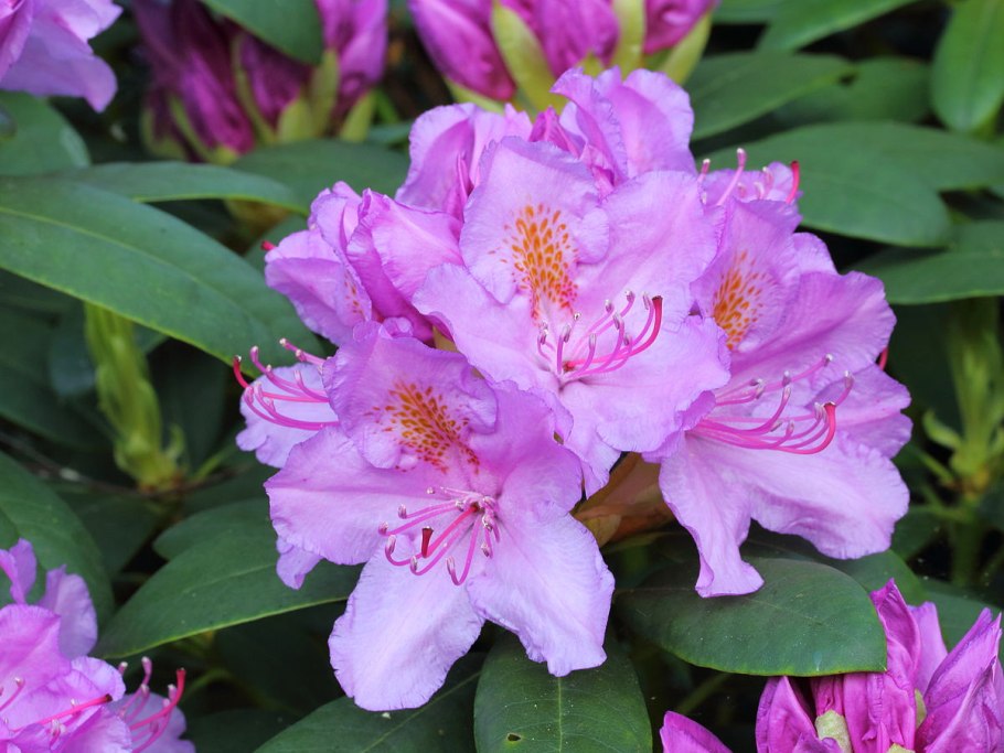 Рододендрон костерианум