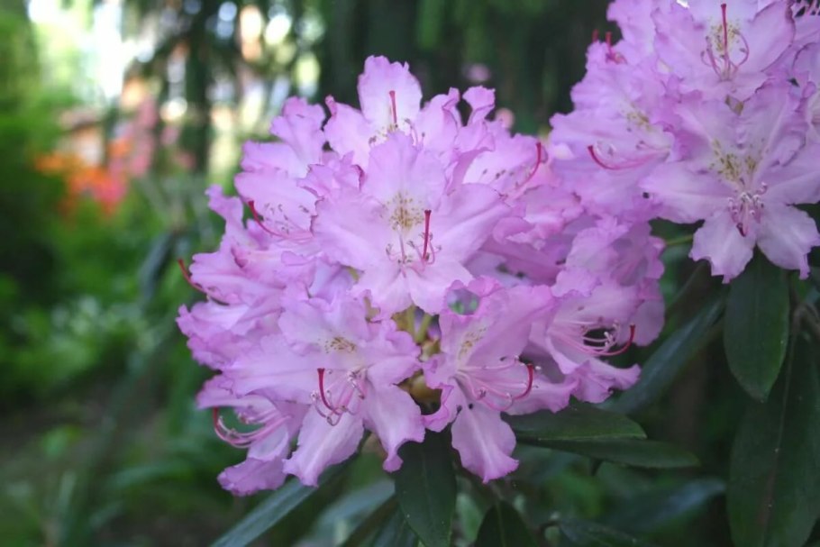 Рододендрон вечнозеленый смирнова