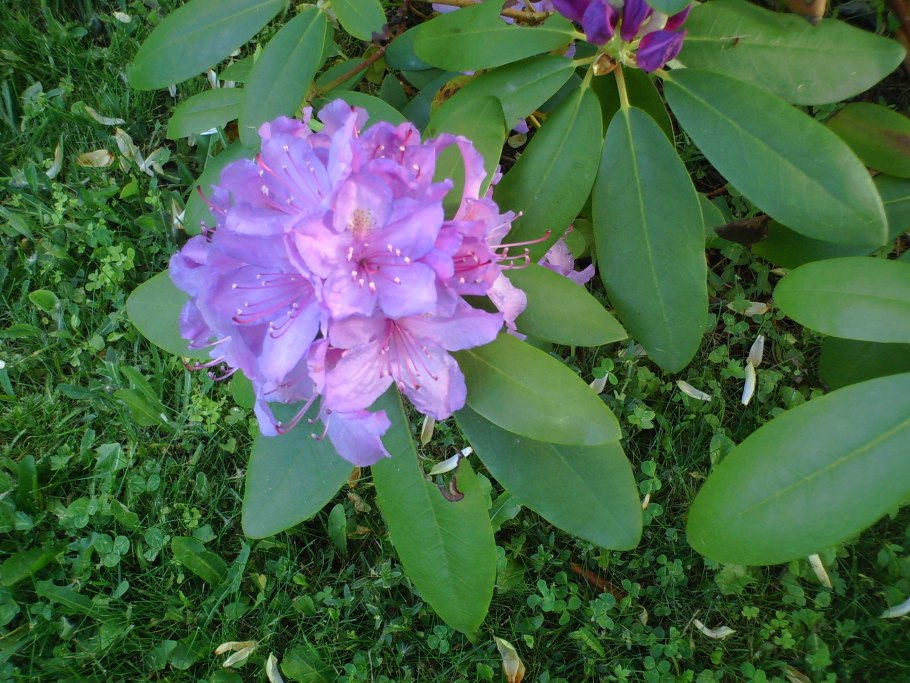 Рододендрон Ледебура