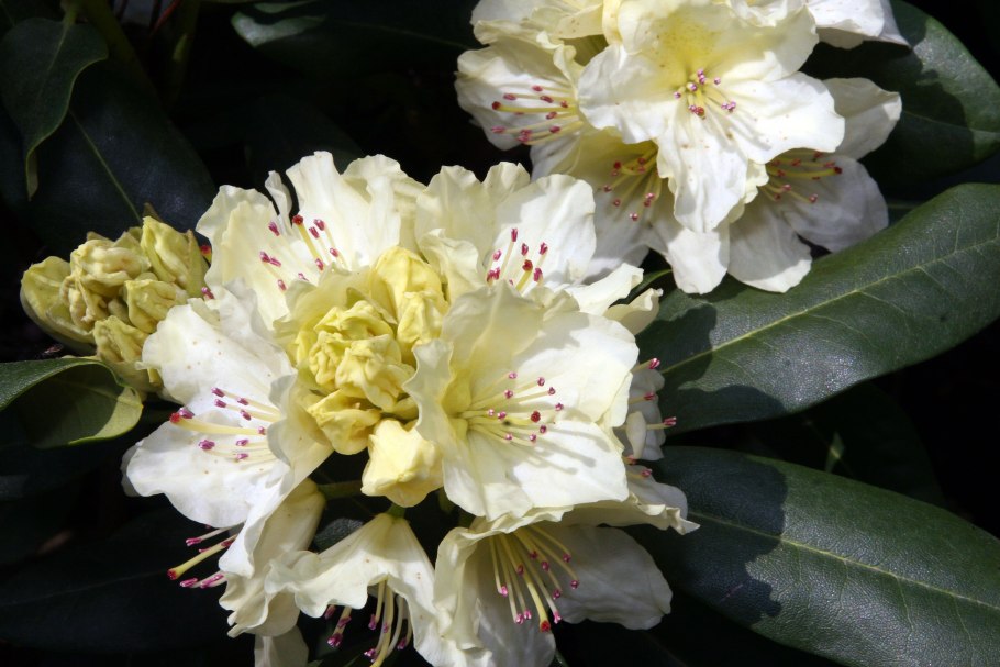 Рододендрон Юньнаньский