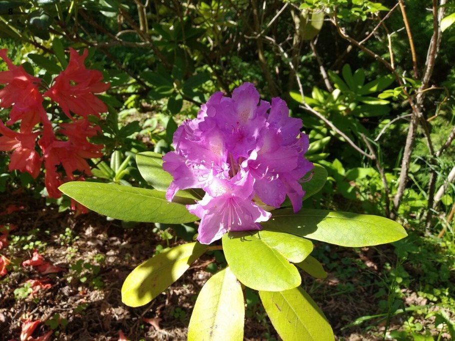 Рододендрон Карибия