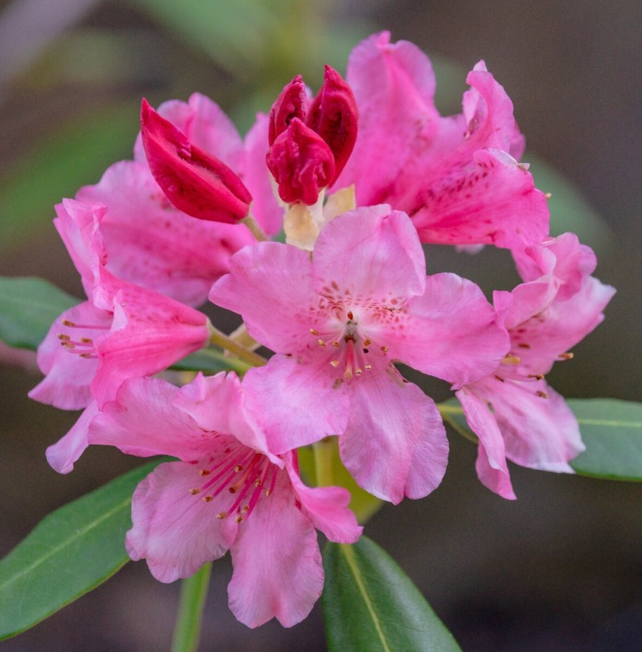 Розовый рододендрон