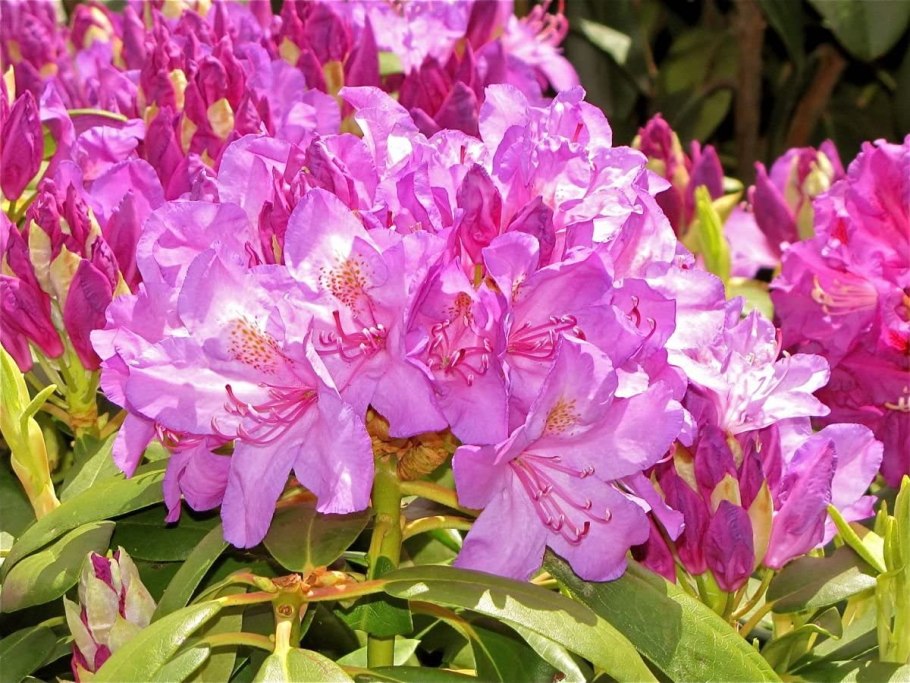 Рододендрон катевбинский розеум элеганс