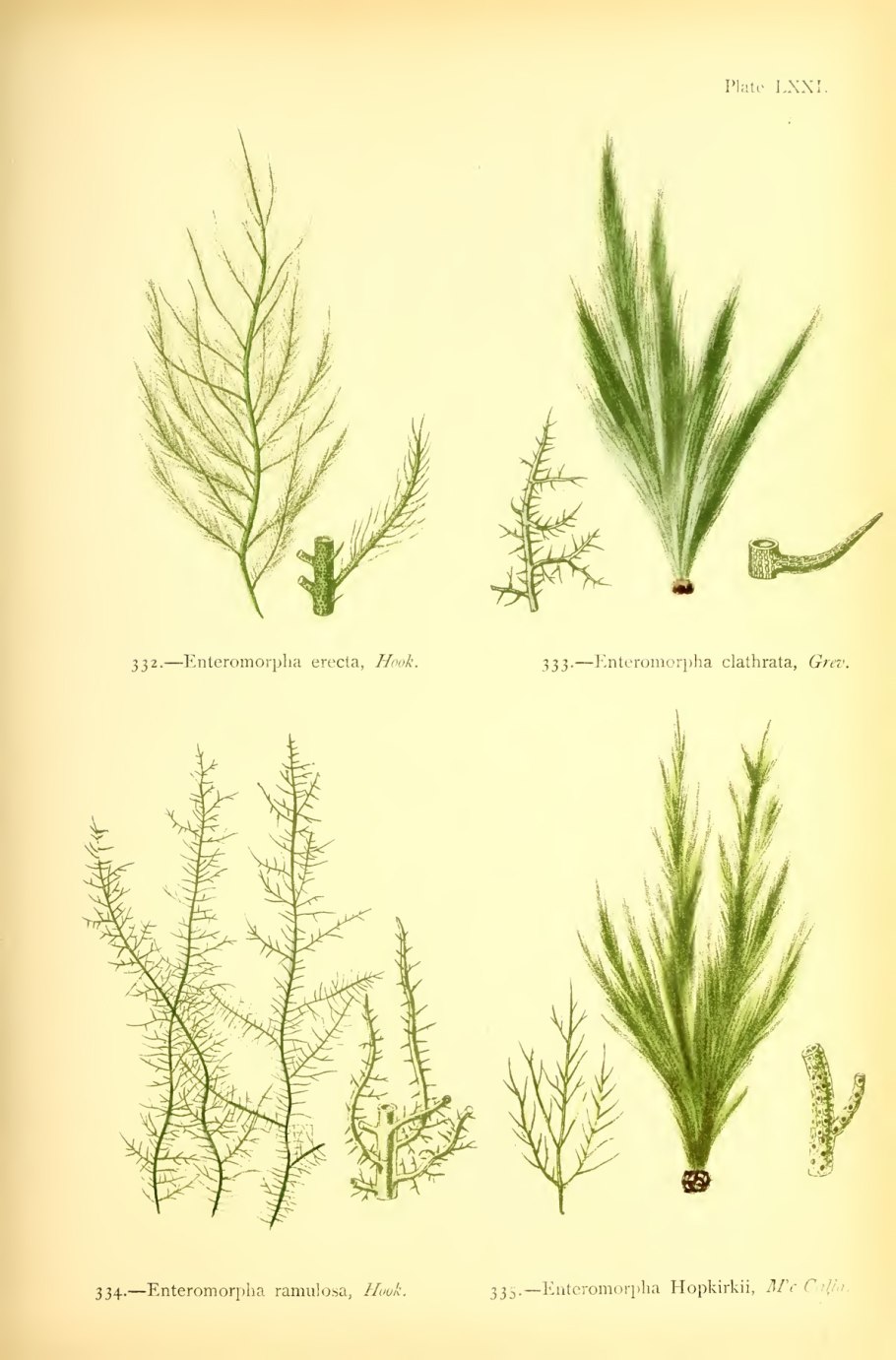 Черноморская энтероморфа
