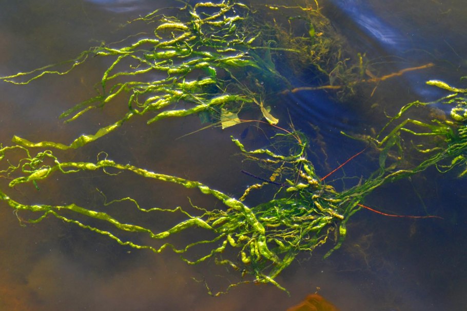 Строение Ulva intestinalis