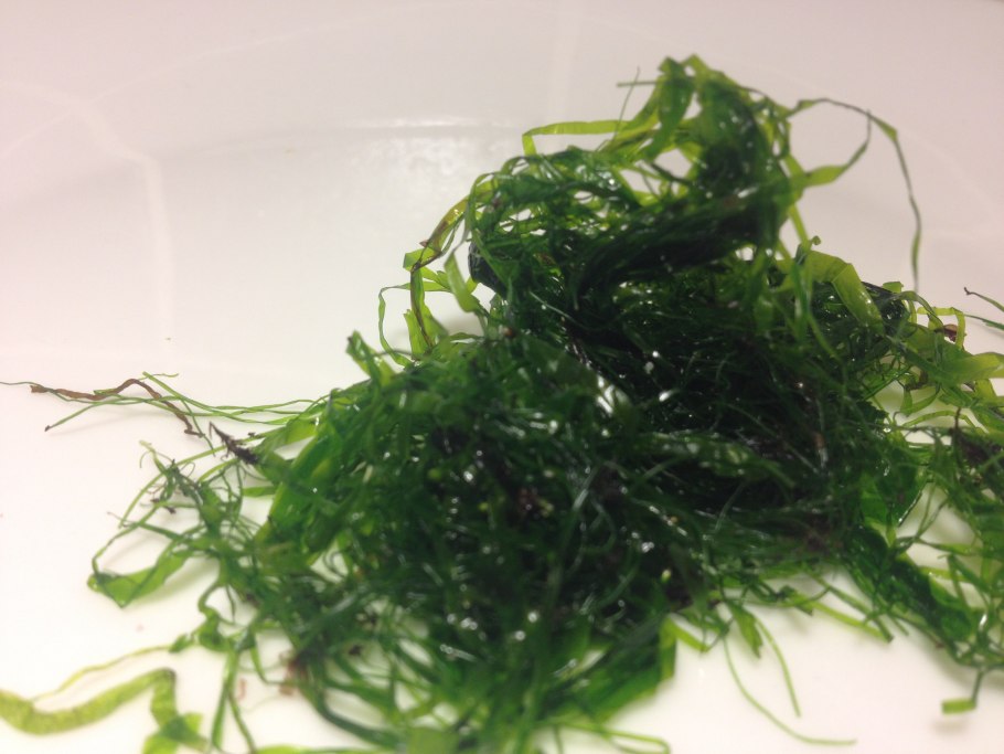 Строение Ulva intestinalis