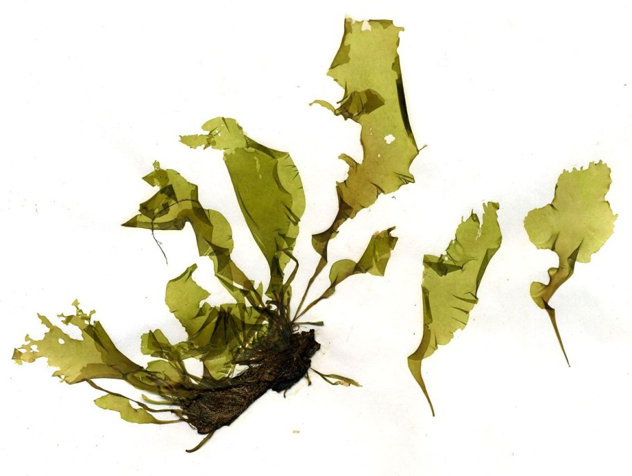 Ulva intestinalis l.