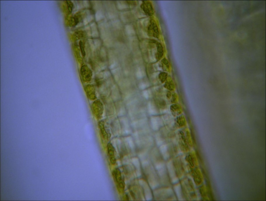 Ульва лактука