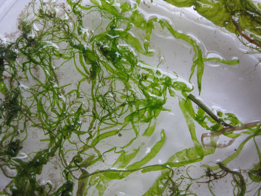 Энтероморфа водоросль