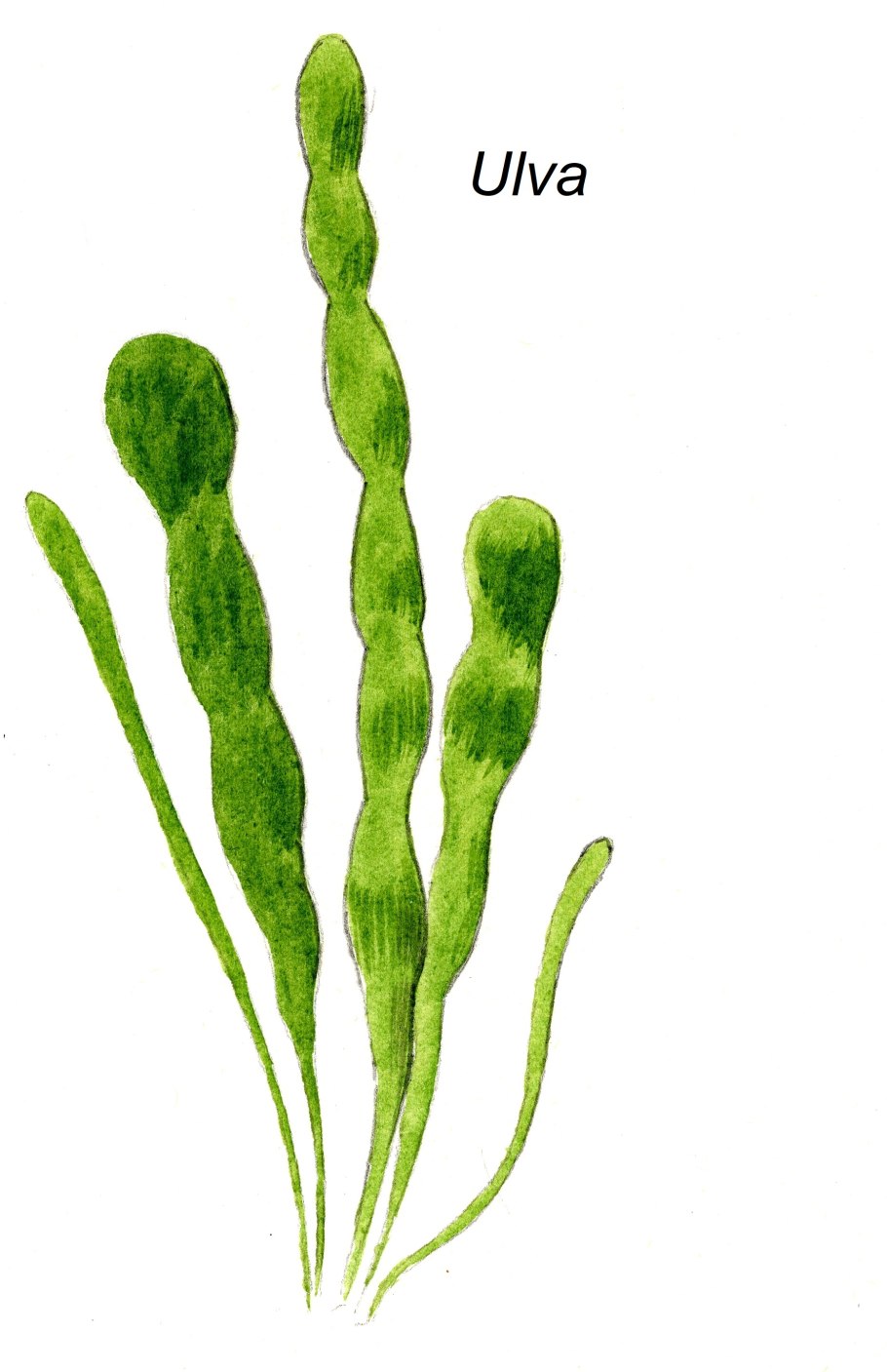 Энтероморфа решетчатая