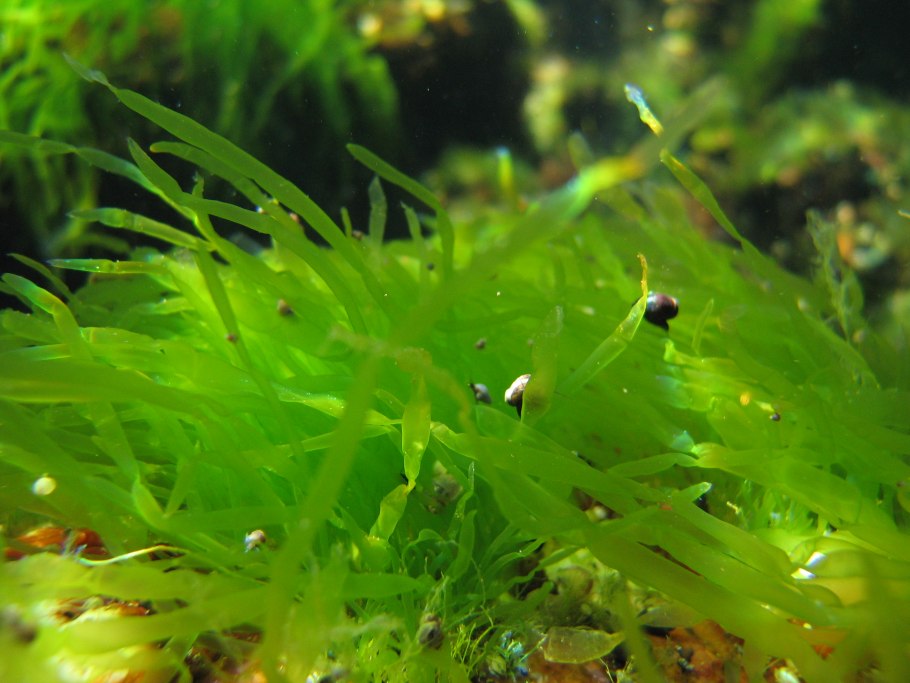 Зеленая водоросль энтероморфа