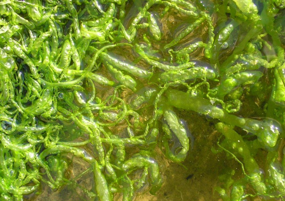 Энтероморфа решетчатая