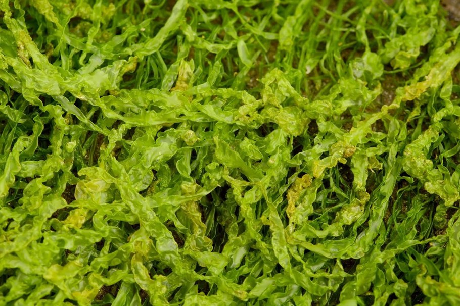 Зеленая водоросль энтероморфа