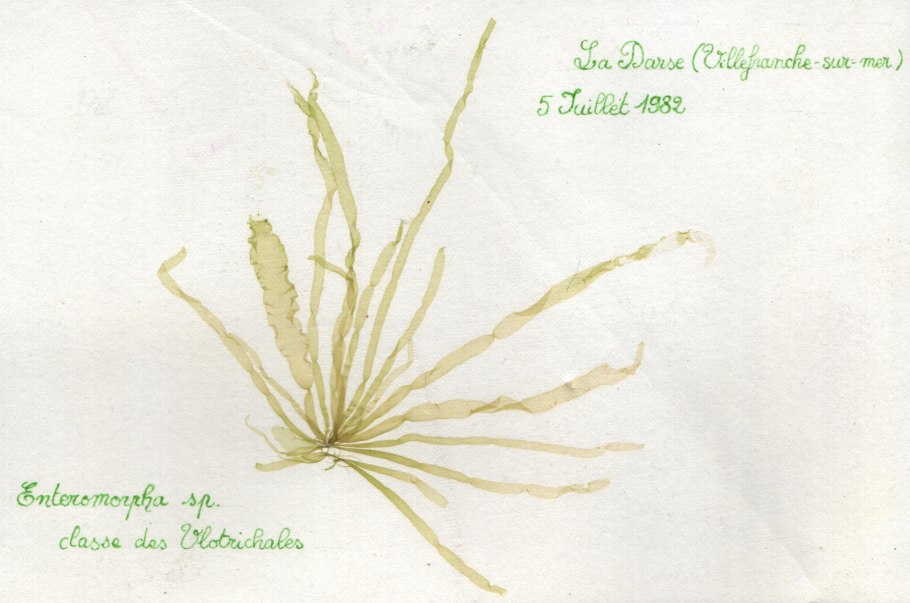 Scytosiphon lomentaria