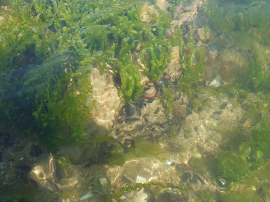 Спирулина водоросли