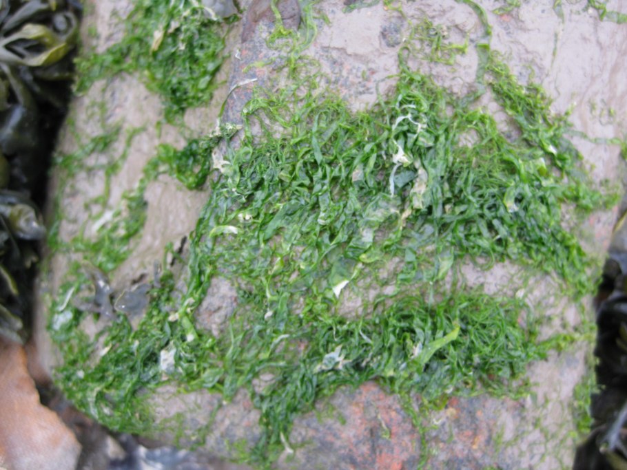 Энтероморфа продольный срез