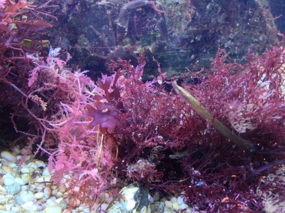 Нитчатые зеленые водоросли